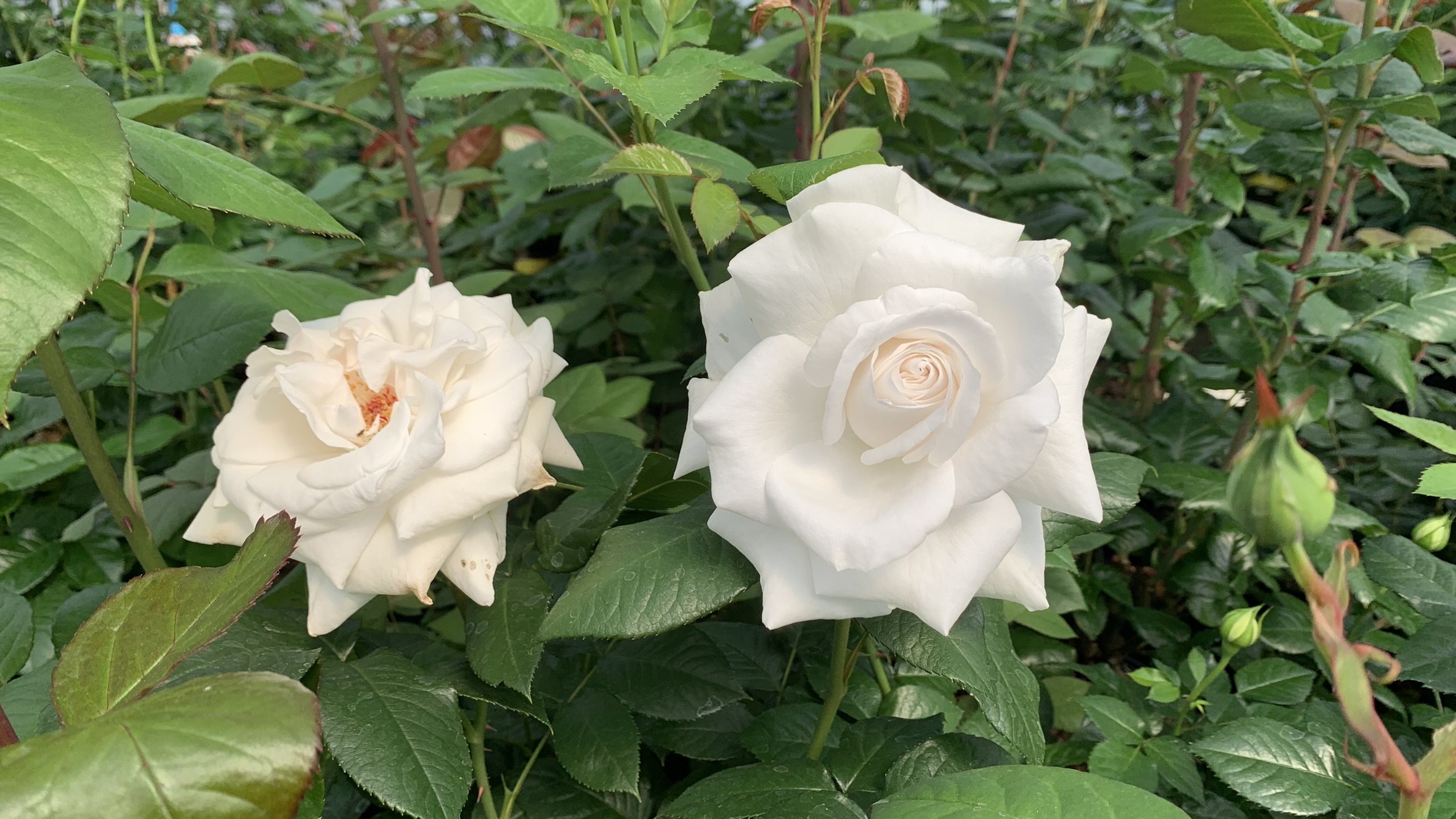 Mai 2024 | Blühende Rosen