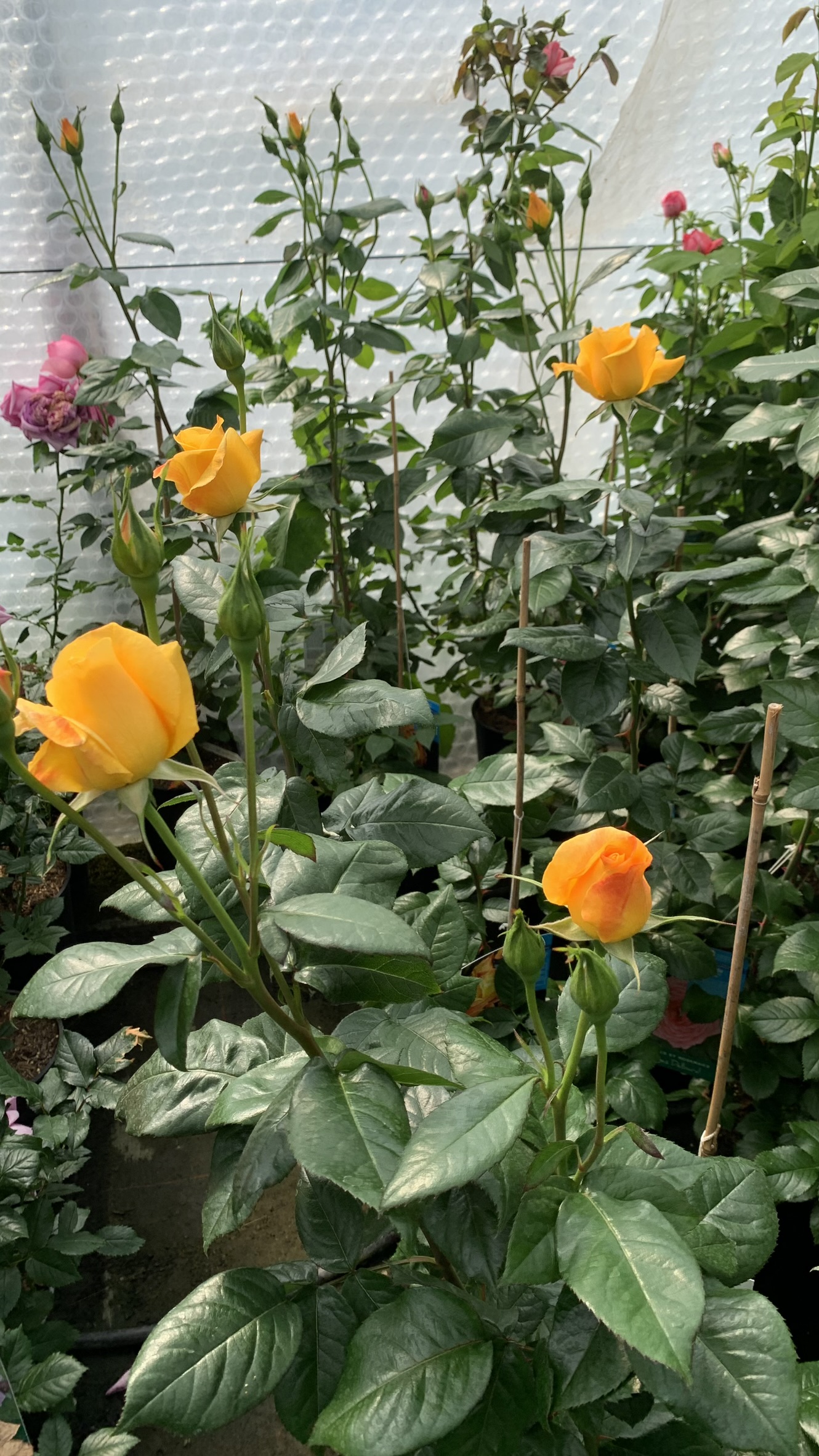 Mai 2024 | Blühende Rosen