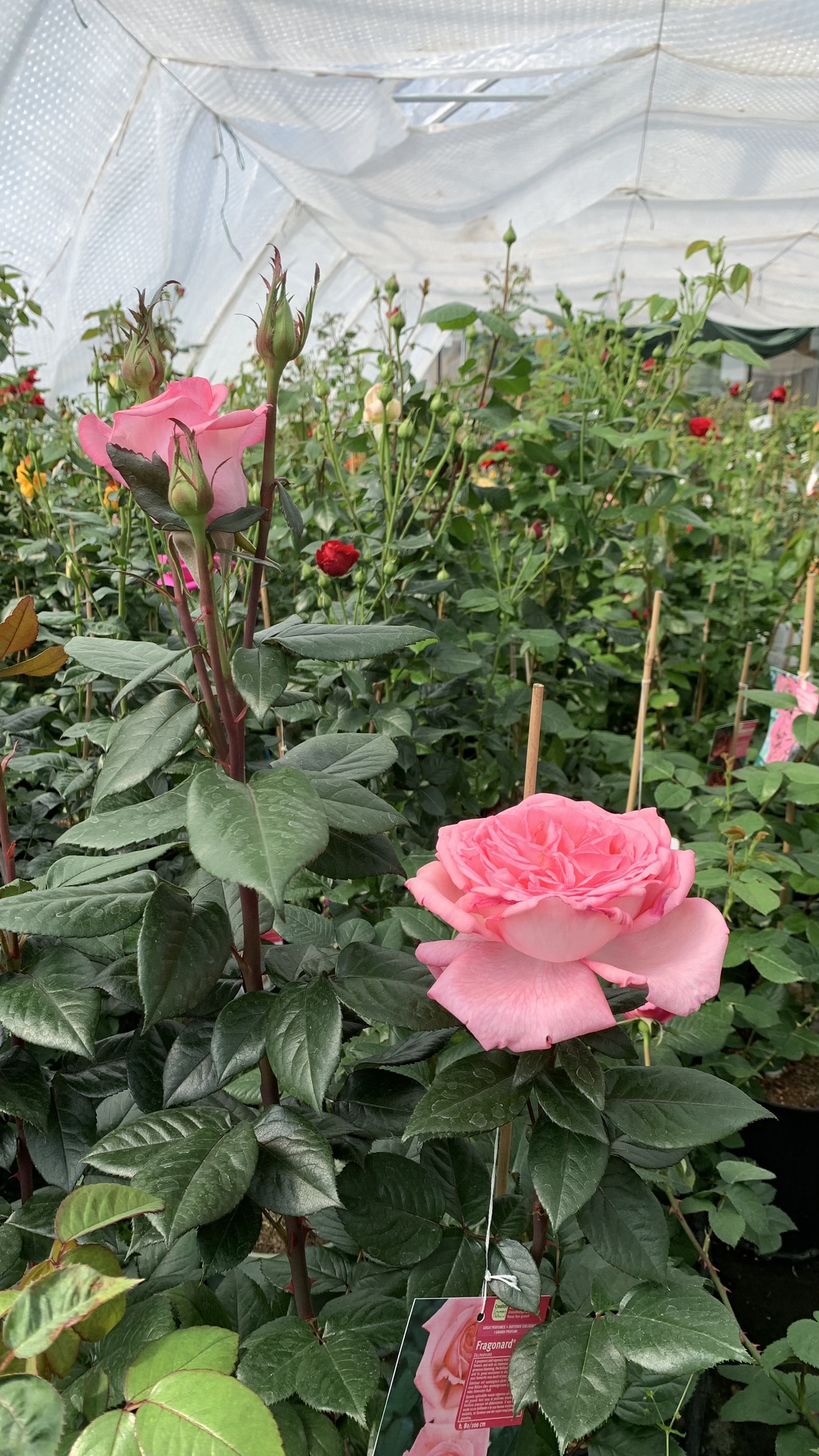 Mai 2024 | Blühende Rosen