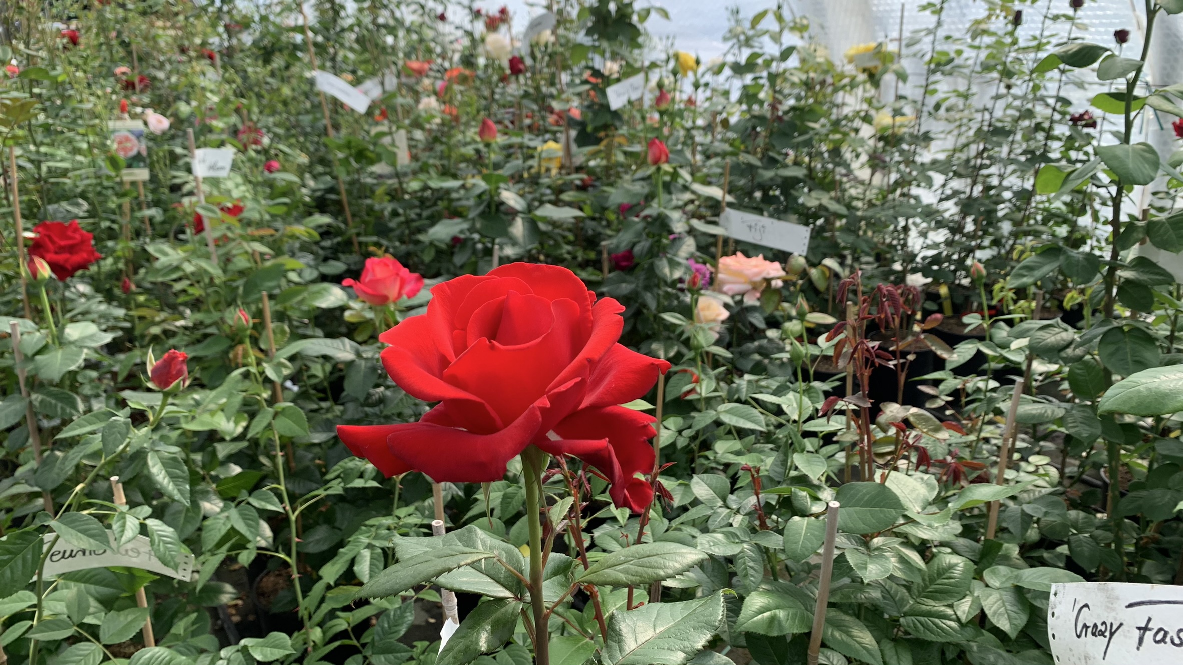 Mai 2024 | Blühende Rosen