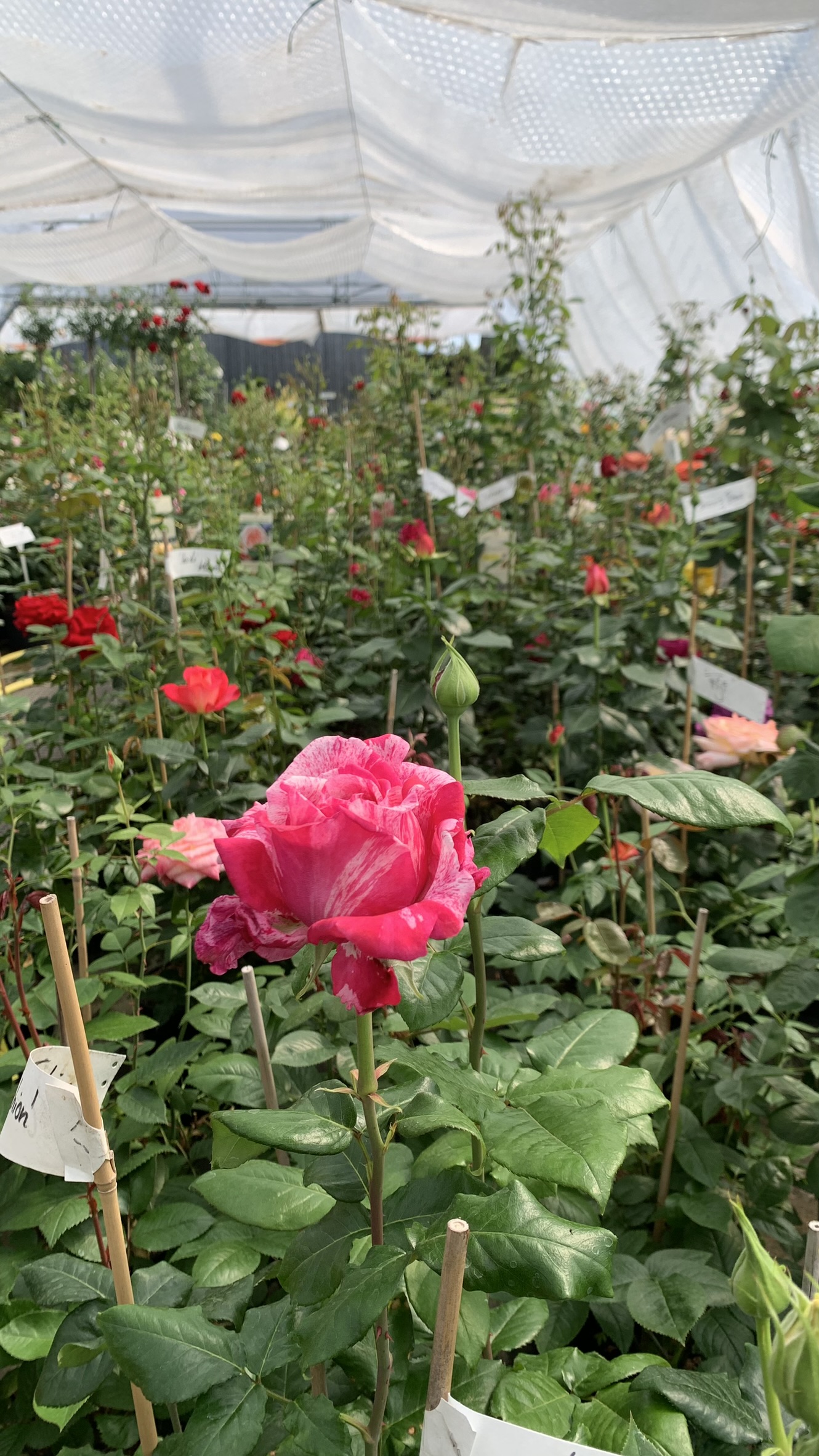 Mai 2024 | Blühende Rosen