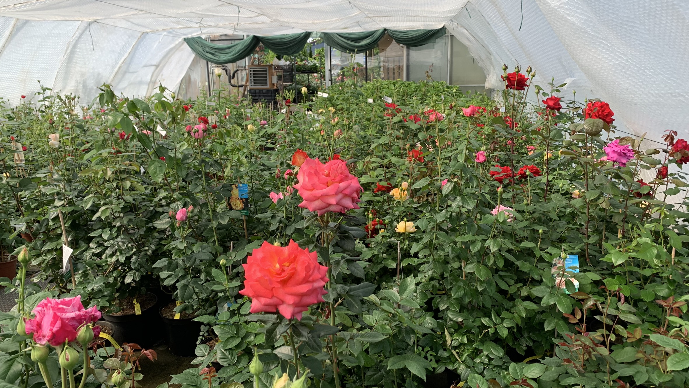 Mai 2024 | Blühende Rosen