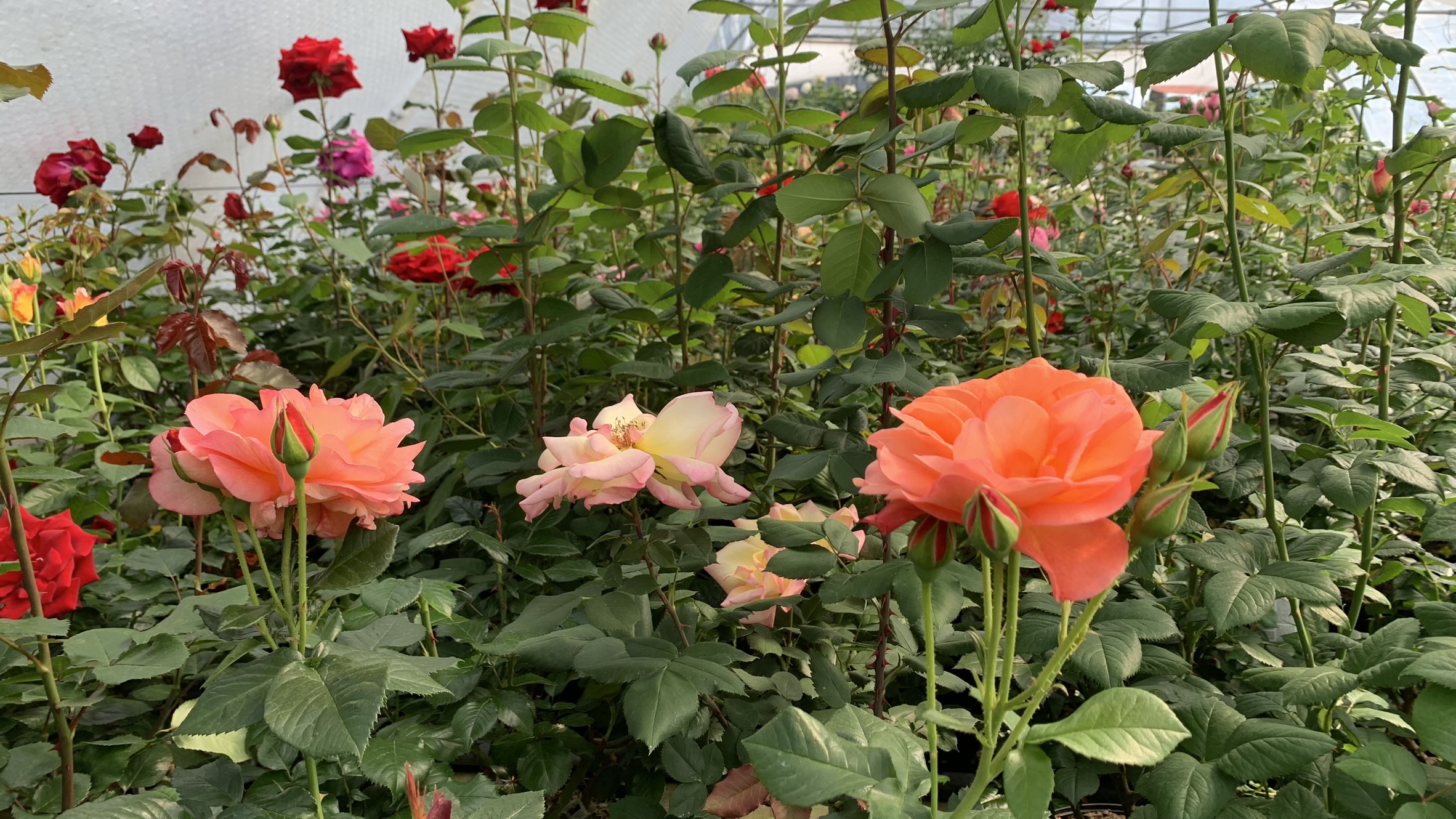 Mai 2024 | Blühende Rosen